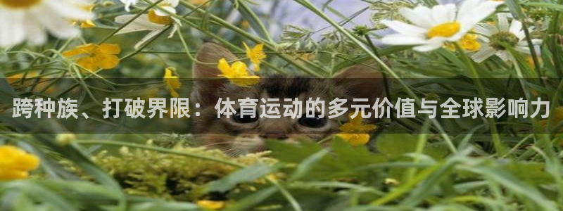 乐视体育篮球直播在线观看：跨种族、打破界限：体育运动的多元价值与全球影响力